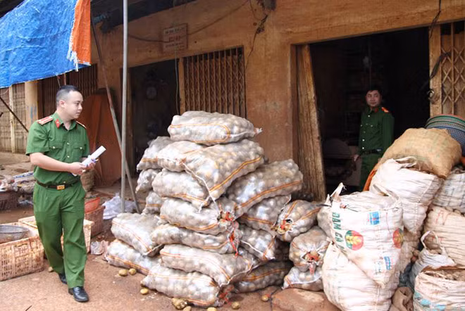 Sau khi rửa và trộn đất, khoai tây Trung Quốc được đóng vào bao và dán tem (tem này do Ban Quản lý chợ Đà Lạt) bộ phận chợ nông sản phát hành. Ảnh: Zing.