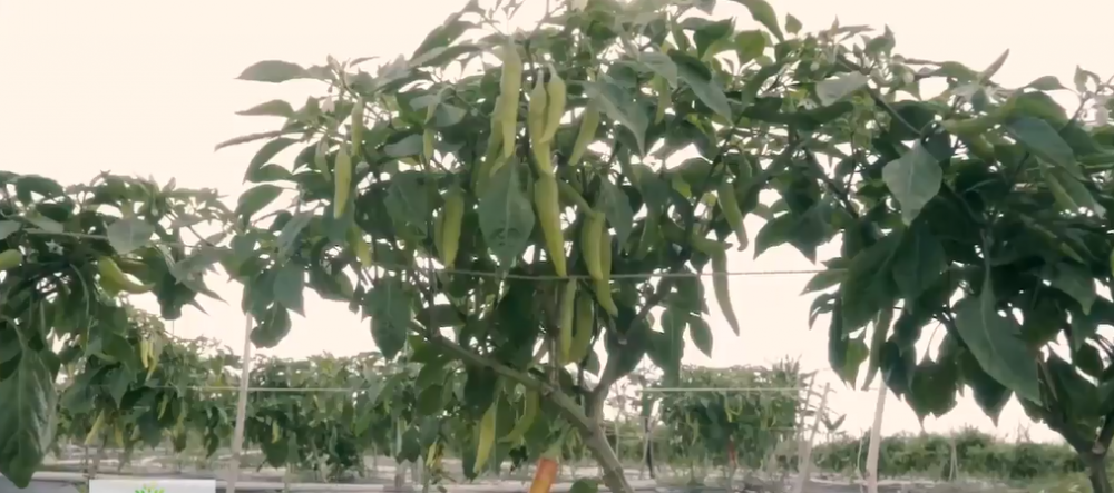 Khi trồng ớt sạch theo mô hình hữu cơ vi sinh, cây ớt ở Trà Cú tăng năng suất, cho thu hoạch 3 vụ/năm. Ảnh: Nongnghiepsach.