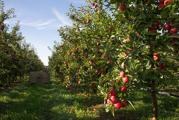 Tại New Zealand, người trồng táo bằng tâm huyết và niềm đam mê. Ảnh: Newsie.