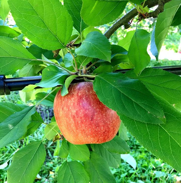  Quả táo to tròn, vỏ màu đỏ điểm thêm các sọc màu vàng, thịt giòn, ngọt, thơm. Ảnh: Han Fruit.