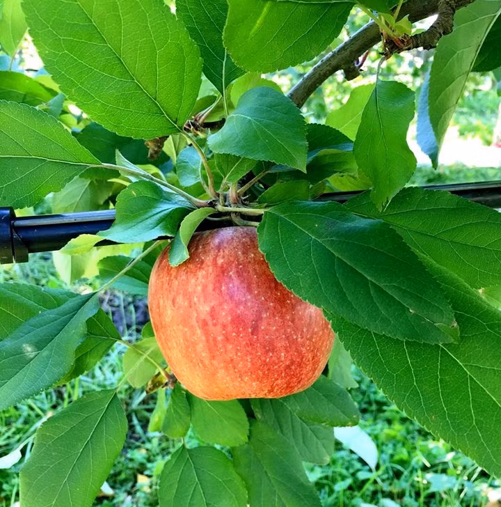  Quả táo to tròn, vỏ màu đỏ điểm thêm các sọc màu vàng, thịt giòn, ngọt, thơm. Ảnh: Han Fruit.