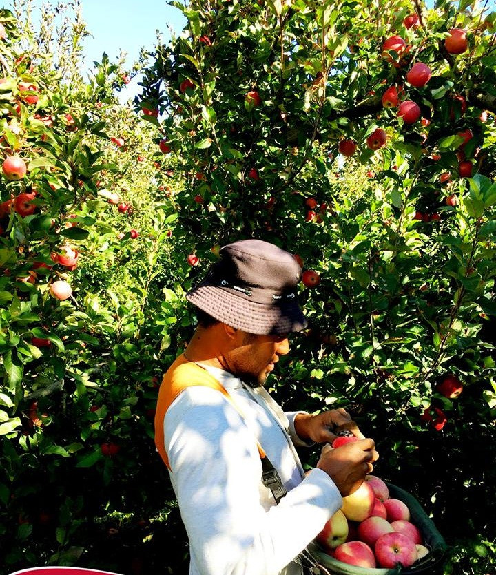 Táo được thu hái bằng tay. Ảnh: Han Fruit.
