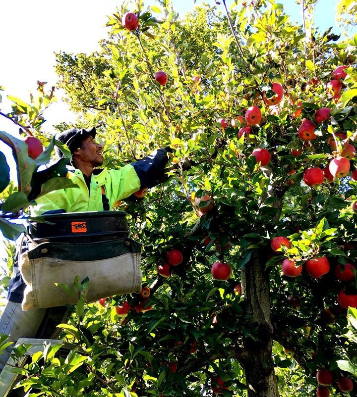 Táo Envy thu hoạch từ tháng 4. Trước khi hái, táo được kiểm tra kỹ từng quả. Ảnh: Han Fruit.