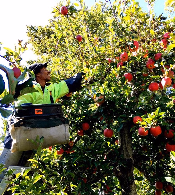 Táo Envy thu hoạch từ tháng 4. Trước khi hái, táo được kiểm tra kỹ từng quả. Ảnh: Han Fruit.