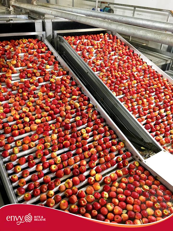 Nhờ đó táo có thể được lưu trữ trong sáu tháng trở lên mà vẫn giữ được độ tươi và giòn. Ảnh: Han Fruit.