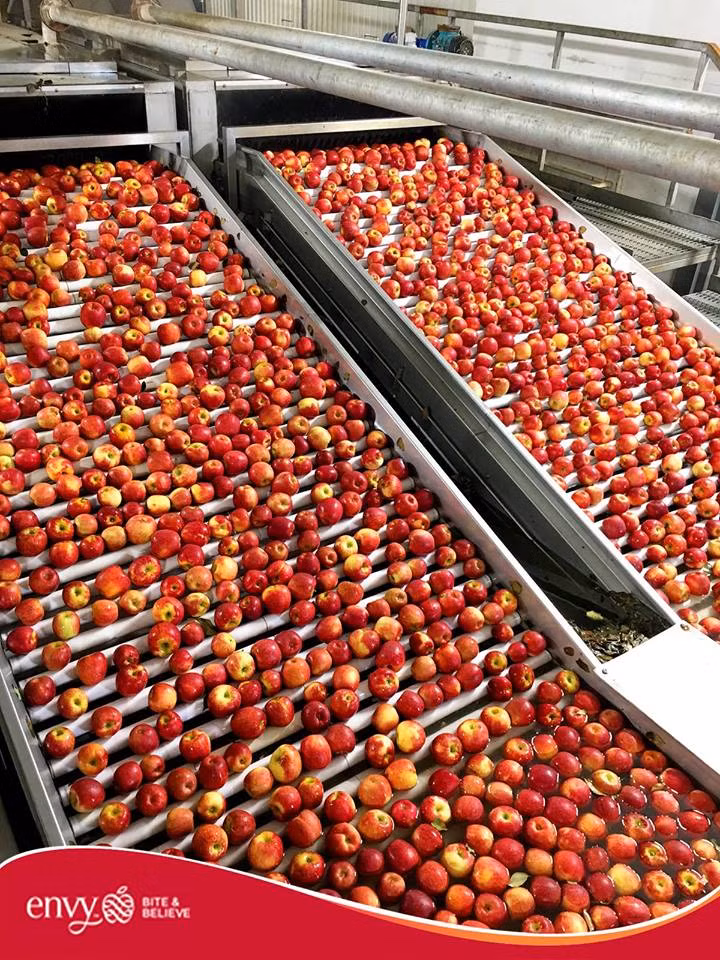 Nhờ đó táo có thể được lưu trữ trong sáu tháng trở lên mà vẫn giữ được độ tươi và giòn. Ảnh: Han Fruit.