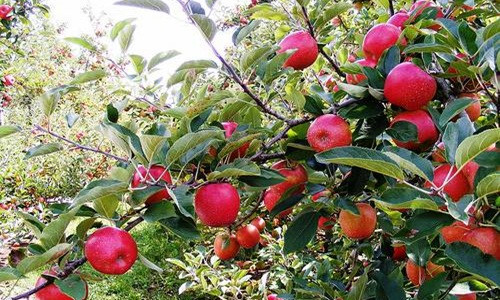 Tuy nhiên, ít ai biết chúng được trồng như thế nào tại New Zealand. Ảnh: Prosumergroup.