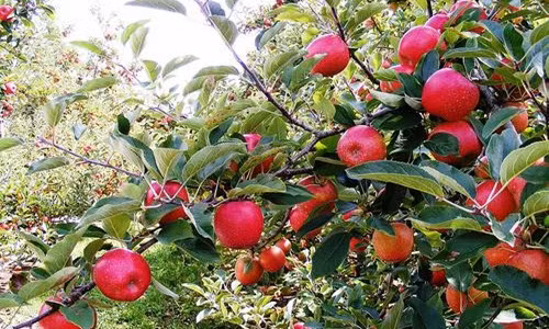 Tuy nhiên, ít ai biết chúng được trồng như thế nào tại New Zealand. Ảnh: Prosumergroup.