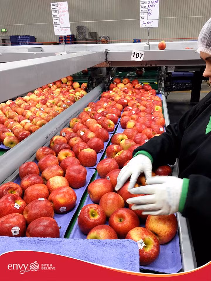 Sau đó, táo được bảo quản trong kho lạnh bằng cách hạ thấp nhiệt độ và nồng độ oxy. Ảnh: Han Fruit.