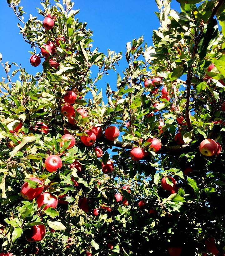 Mọi quy trình chăm sóc đảm bảo quy trình an toàn và thân thiện với môi trường. Ảnh: Han Fruit.