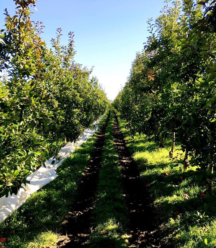 Táo Envy New Zealand được trồng ở Vịnh Hawke phía Bắc của đảo Nelson. Ảnh: Han Fruit.