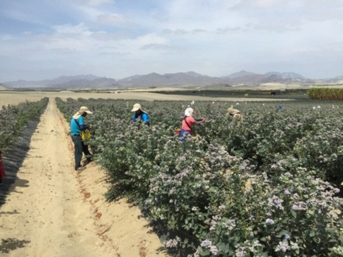 Mùa thu hoạch việt quất tại Peru từ giữa tháng 9 tới giữa tháng 11. Ảnh: FreshPlaza.
