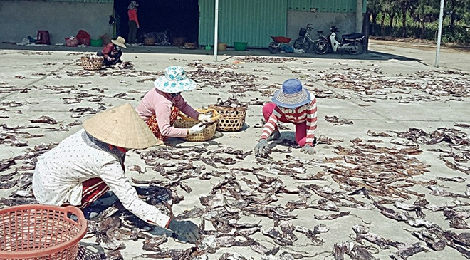 Với giá bán 195.000 đồng/kg, tàu của ông Cam thu về hơn 5,1 tỷ đồng. Ảnh: Cand.