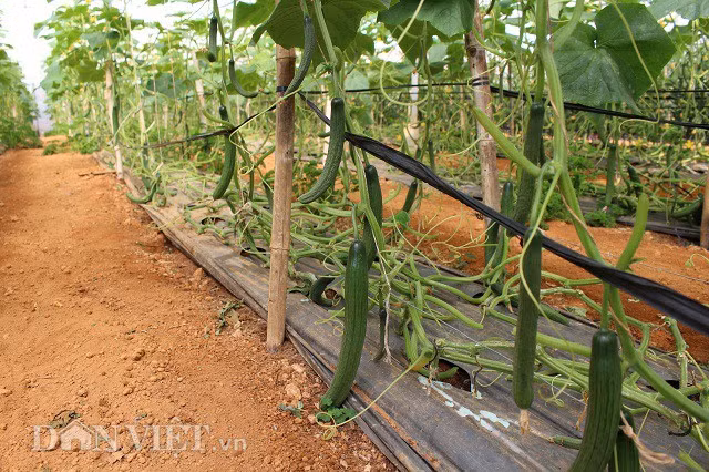 Bên cạnh dưa pepino, trang trại của anh Định còn có dưa leo Hà Lan, quả dài hơn 2 gang tay. Loại dưa này trồng 1 tháng đã cho thu hoạch, có thể thu hoạch trong 4 tháng, giá bán tại vườn từ 25 - 30 nghìn đồng/kg.