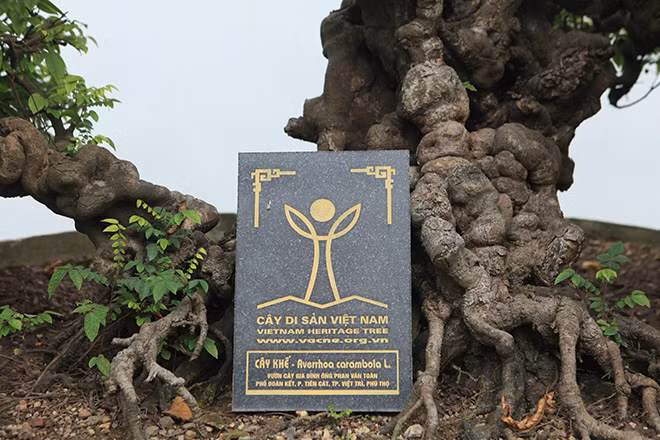 Theo chân anh Toàn đi thăm vườn cây trong khuôn viên nhà, chúng tôi không khỏi ngỡ ngàng bởi có rất nhiều cây quý, cổ từng thuộc sở hữu của vua, chúa ngày xưa, trong đó có cặp khế cổ “vợ chồng” của vua Gia Long.