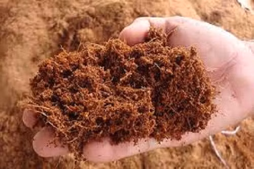 Bạn có thể trồng hướng dương đỏ trong chậu hay ô đất nhỏ trong vườn. Đất thích hợp với loài cây này là đất thịt trộn với xơ dừa. Ảnh: Nông Sản Ninh Bình.