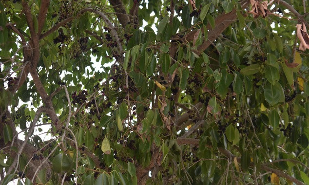 Mùa trâm chín cũng là lúc người dân Khmer tất bật hái trái, kiếm thêm thu nhập. Ảnh: Tuổi trẻ.