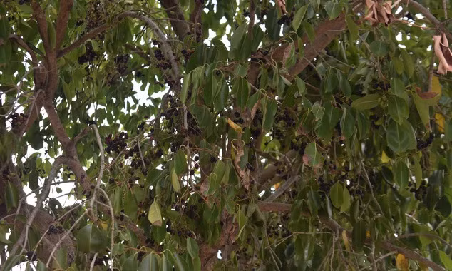 Mùa trâm chín cũng là lúc người dân Khmer tất bật hái trái, kiếm thêm thu nhập. Ảnh: Tuổi trẻ.