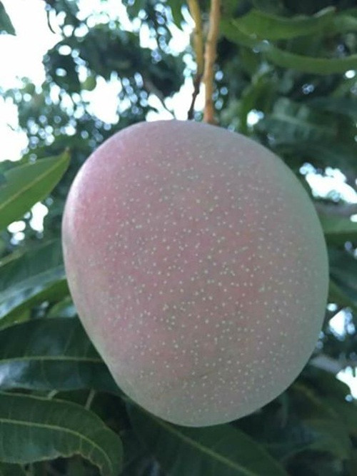 Xoài Úc có ưu điểm quả to tròn, phần thịt quả cứng chắc, ít xơ, khi chín trên đầu quả có màu ửng hồng nhìn rất bắt mắt. Ảnh: FB Tran My Chau.