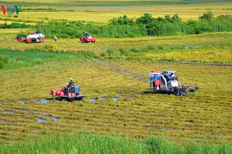 ĐBSCL là “vựa lúa” lớn nhất cả nước với diện tích khoảng 1,6 triệu ha.