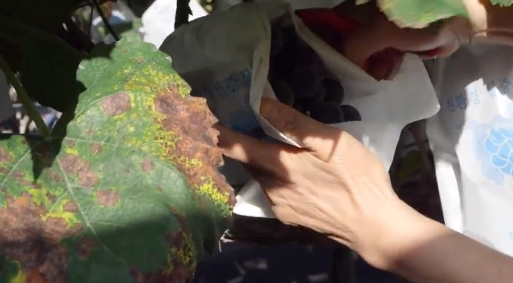 Người Hàn Quốc sử dụng phương pháp tưới phun khắp vườn nho. Lượng nước được điều tiết phù hợp đến từng cây. Ảnh: Youtube.