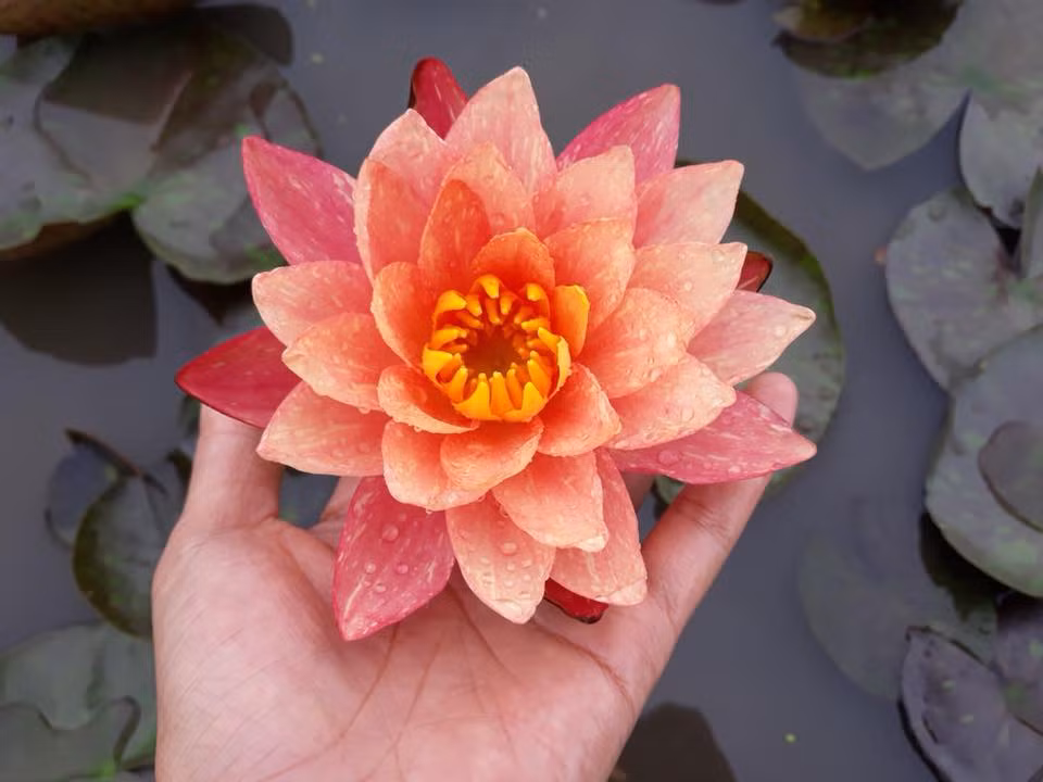 Thời gian gần đây, loài hoa súng đổi màu xuất hiện trên các chợ mạng thu hút nhiều chị em vì sự mới lạ, độc đáo. Ảnh: FB Hoa Sen Hoa Súng.