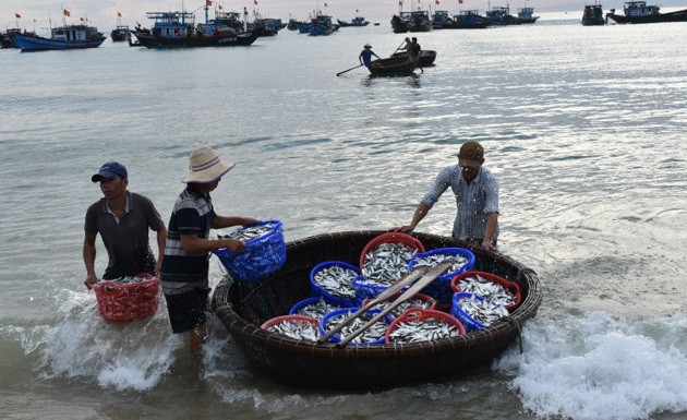 Khoảng 50 - 60 ghe, thuyền tham gia đánh bắt mỗi ngày. Họ ra khơi từ 4h chiều và quay về khoảng 5h sáng ngày hôm sau. Ảnh: VOV5.