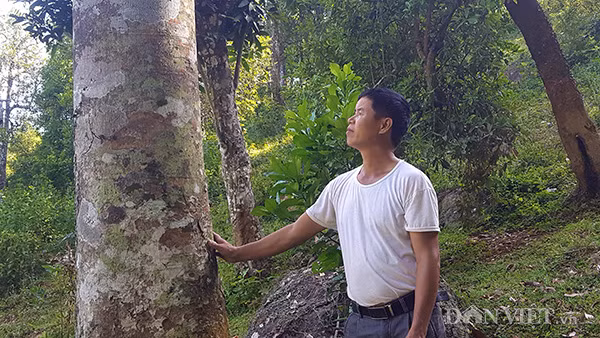 Chủ nhân của cây trám đặc biệt này chính là ông Hứa Văn Độ ở xóm Phai Kéo, bản Phai Lừa, xã Đồng Giáp, huyện Văn Quan (Lạng Sơn).