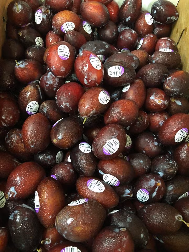 Ngoài mận Úc, mận nhót Mỹ cũng được nhiều chị em lựa chọn. Ảnh: FB Hoa quả ưu đàm.