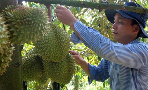 Xã Ngũ Hiệp, huyện Cai Lậy, Tiền Giang được mệnh danh là vương quốc sầu riêng khi có tới 90% vườn của người dân nơi đây trồng sầu riêng. Ảnh: Dân Việt.