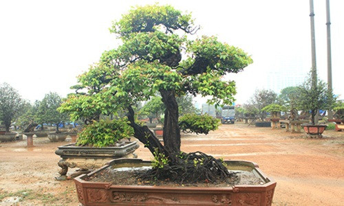 Tác phẩm bonsai khế phụ tử của anh Phan Văn Toàn (TP. Việt Trì, Phú Thọ) khiến nhiều ngưởi ngưỡng mộ khi có tuổi đời gần 200 năm. Ảnh: Dân Việt.