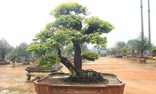 Tác phẩm bonsai khế phụ tử của anh Phan Văn Toàn (TP. Việt Trì, Phú Thọ) khiến nhiều ngưởi ngưỡng mộ khi có tuổi đời gần 200 năm. Ảnh: Dân Việt.