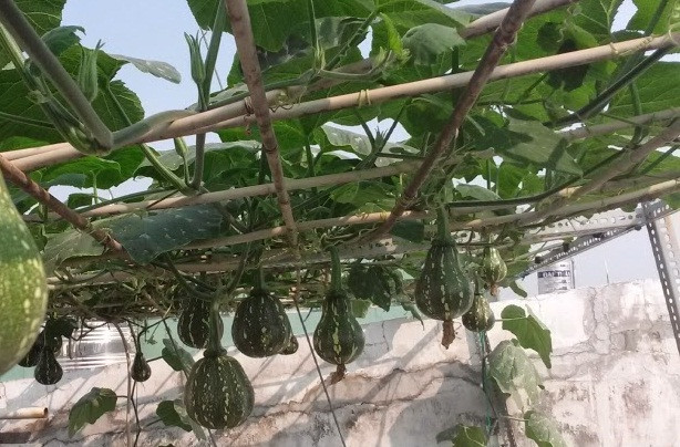 Bí đỏ thuộc loại cây thân bò, cho ăn cả hoa và quả. Nhiều loại bí đỏ cho quả với nhiều hình dạng tròn, dài, to, bé khác nhau. Ảnh: Nongnghiep.