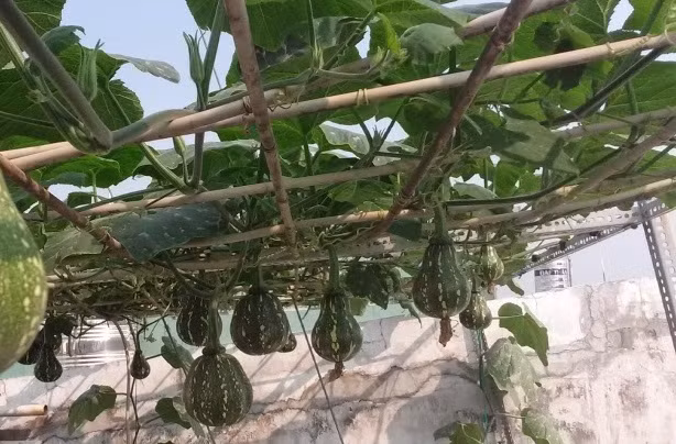 Bí đỏ thuộc loại cây thân bò, cho ăn cả hoa và quả. Nhiều loại bí đỏ cho quả với nhiều hình dạng tròn, dài, to, bé khác nhau. Ảnh: Nongnghiep.