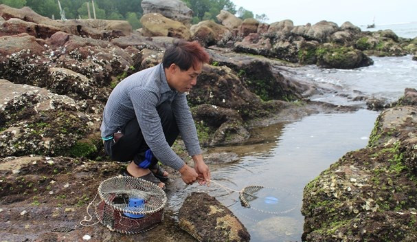 Từ giữa tháng 3 là thời điểm bà con ngư dân vùng biển Quỳnh Lưu, Hoàng Mai (Nghệ An) vào vụ săn bắt cua đá. Ảnh: Baonghean.