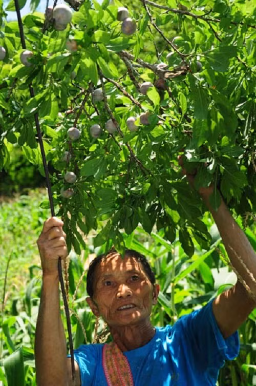 Cây mận máu dễ trồng. Vào mùa mưa, chỉ cần đào cây con trong vườn, cuốc hố vừa phải, đặt cây giống xuống, lấp chặt đất, cây sẽ vươn lên. Ảnh: Nongnghiep.