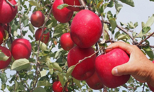 Vỏ táo Sekai-ichi có màu đỏ sậm vị ngọt giòn, rất thơm. Ảnh: Marugotoaomori.