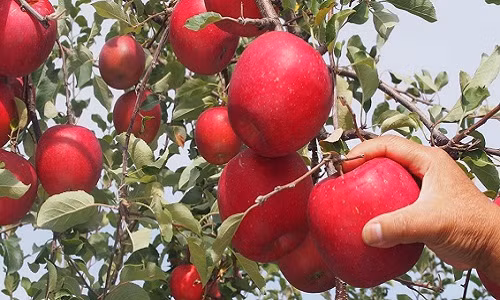 Vỏ táo Sekai-ichi có màu đỏ sậm vị ngọt giòn, rất thơm. Ảnh: Marugotoaomori.