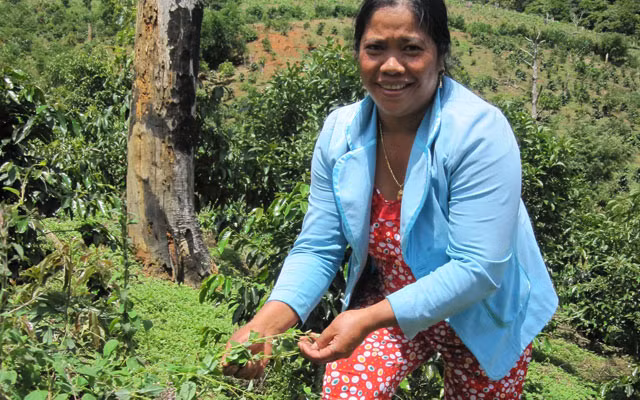 Hầu hết sâm dây được bà con trồng xen với rẫy cà phê, bời lời. Ảnh: Dân Việt.