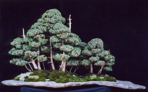 Tuy nhiên, rừng nhiều loại cây sẽ khó chăm sóc hơn. Ảnh: Caycanhdanang.