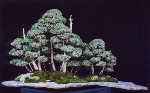 Tuy nhiên, rừng nhiều loại cây sẽ khó chăm sóc hơn. Ảnh: Caycanhdanang.