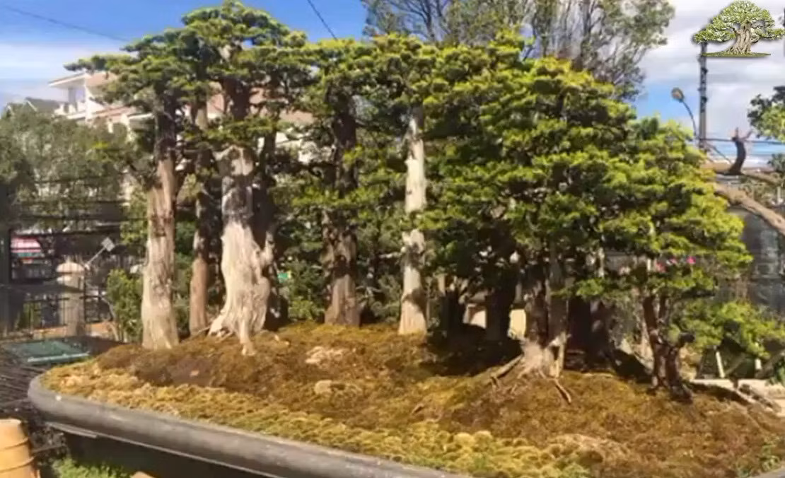 Bonsai thông đen dáng rừng kiểu một mái. Ảnh: Bonsaivietnam.
