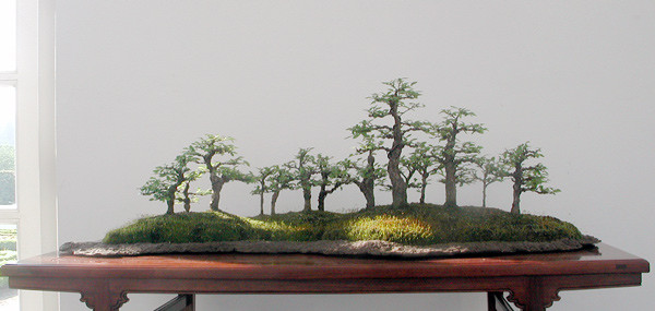 Bonsai dáng rừng có thể được tạo nên từ một loại cây hoặc nhiều chủng loại cây. Ảnh: Caycanhdanang.