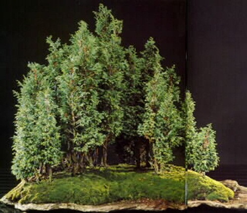 Bonsai kiểu bìa rừng lạ mắt. Ảnh: Caycanhdanang.