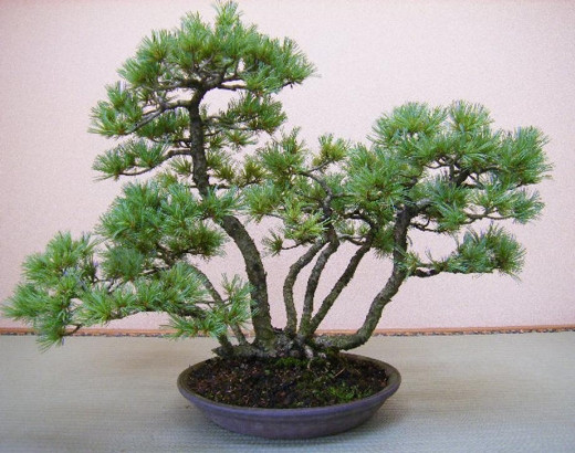 Cây cao đứng giữa, cây ngoài đổ ra ngoài mang đến giá trị tự nhiên của chậu bonsai. Ảnh: Caycanhhaison.
