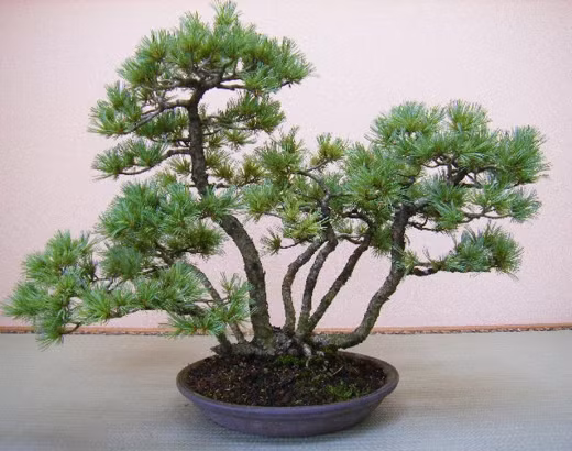 Cây cao đứng giữa, cây ngoài đổ ra ngoài mang đến giá trị tự nhiên của chậu bonsai. Ảnh: Caycanhhaison.