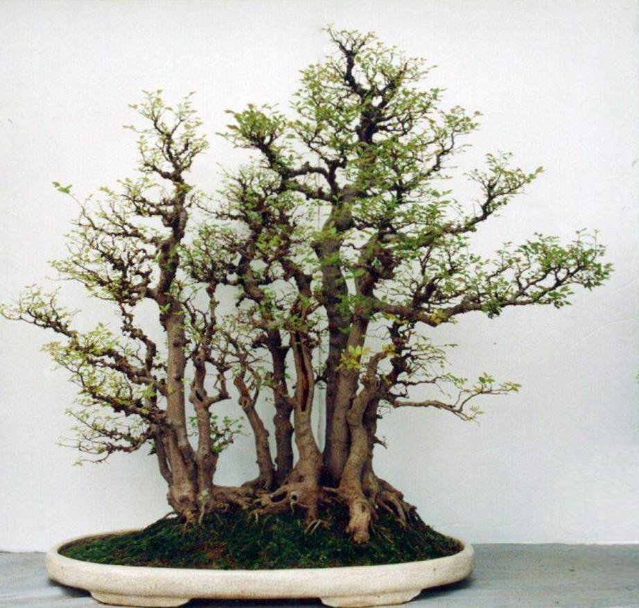 Bonsai rừng với nhiều thân cây được chia thành nhiều nhóm. Ảnh: Caycanhhaison.