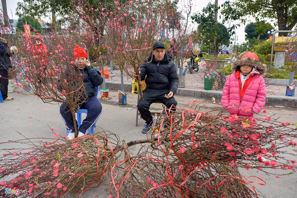 Cùng với hoa mai vàng, đào phai giá 300.000-500.000 đồng/nhánh đang được nhiều người sắm Tết sớm chọn mua. Dù nhiều cành đào đã nở rực rỡ, người bán hàng vẫn khẳng định đây là những cành hoa hoa đẹp, nở đúng dịp, có thể chơi qua Tết.