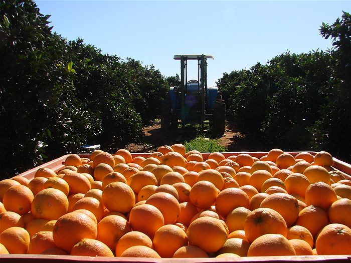 Cam Navel Úc là một trong những loại cam phổ biến và được người tiêu dùng trên toàn thế giới yêu thích. Ảnh: MomoBud.