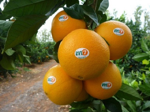 Tại Úc, cam vàng Navel trải qua quy trình chăm sóc, tạo giống cũng như thu hái, vận chuyển vô cùng phức tạp. Ảnh: FreshPlaza.